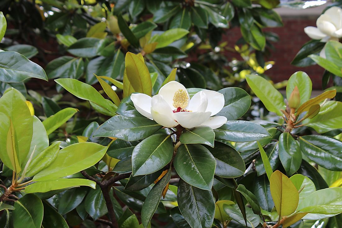 What Is The Name Of Louisiana S State Flower