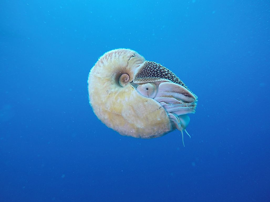 what-is-the-rarest-sea-creature-worldatlas