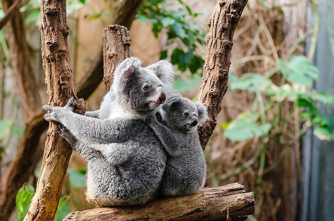 How Many Koalas Live In Australia Worldatlas Com