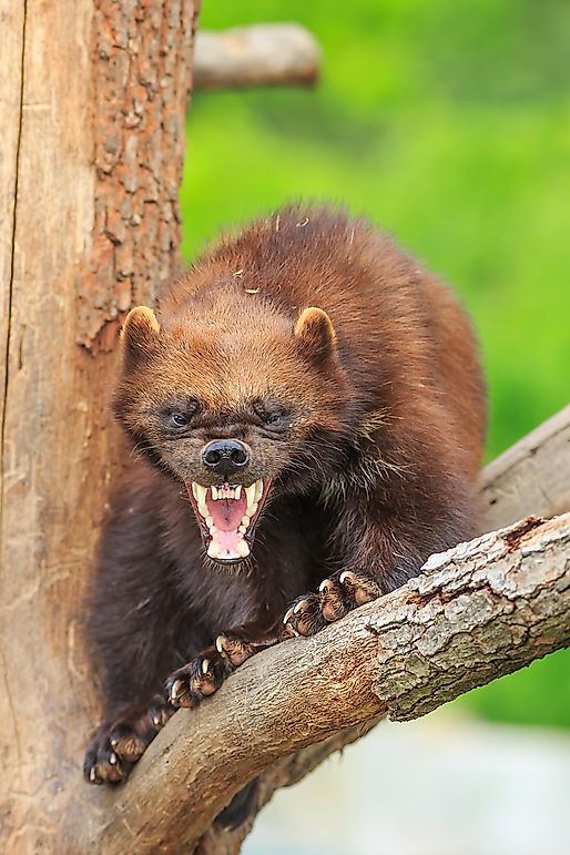 Wolverine Facts Animals Of North America WorldAtlas