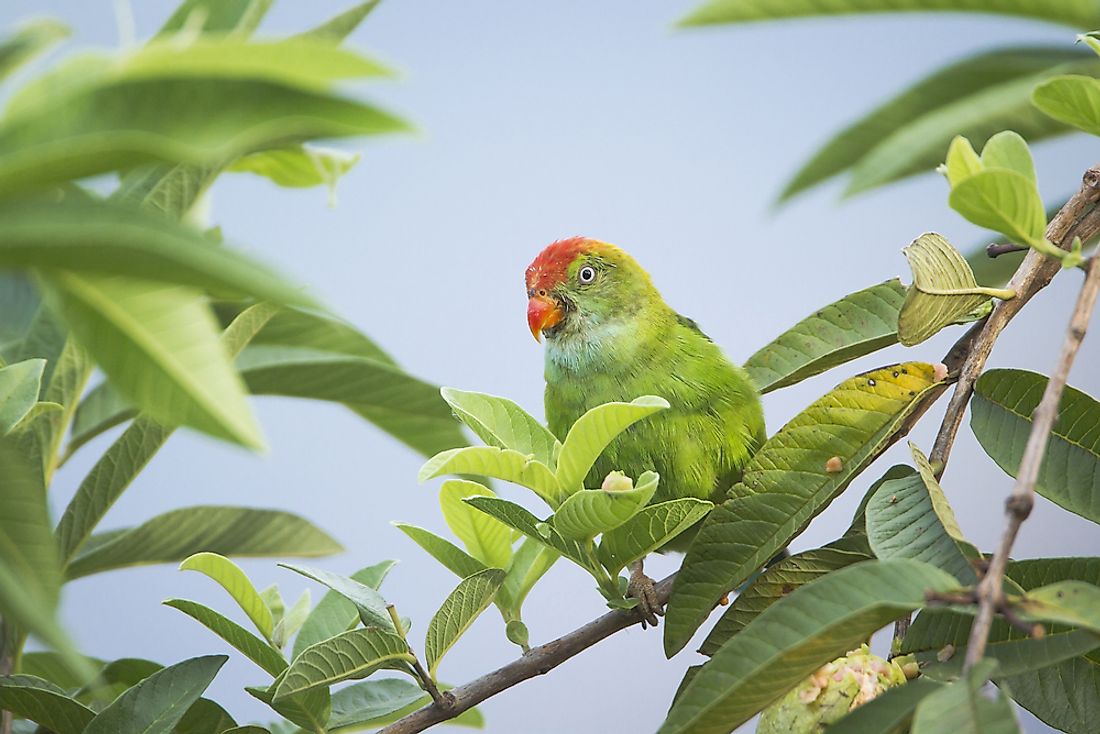 Endemic Bird Species Of Sri Lanka - WorldAtlas.com