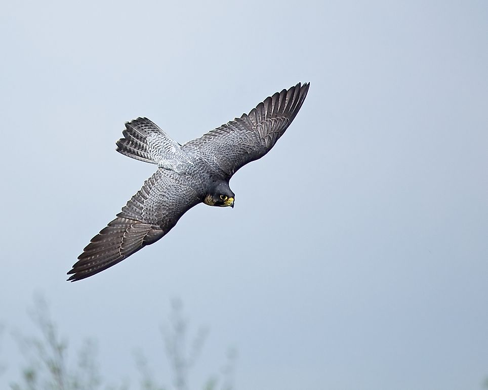 Peregrine Falcon Fastest Animal Attack Lazer Horse