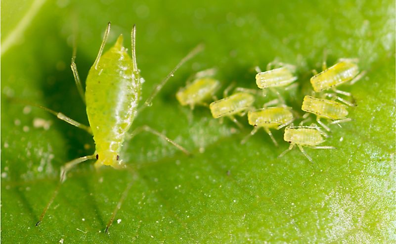 10 Animals That Exhibit Parthenogenesis - WorldAtlas.com