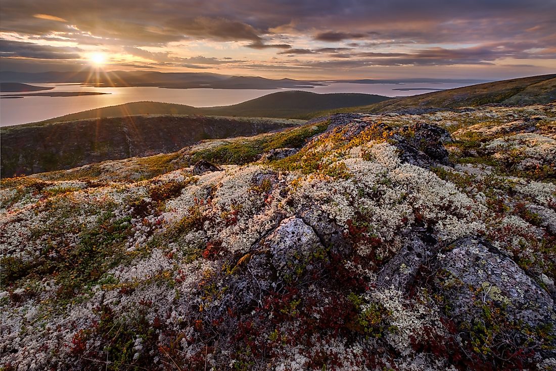 plant-adaptations-in-the-tundra-ehow-uk