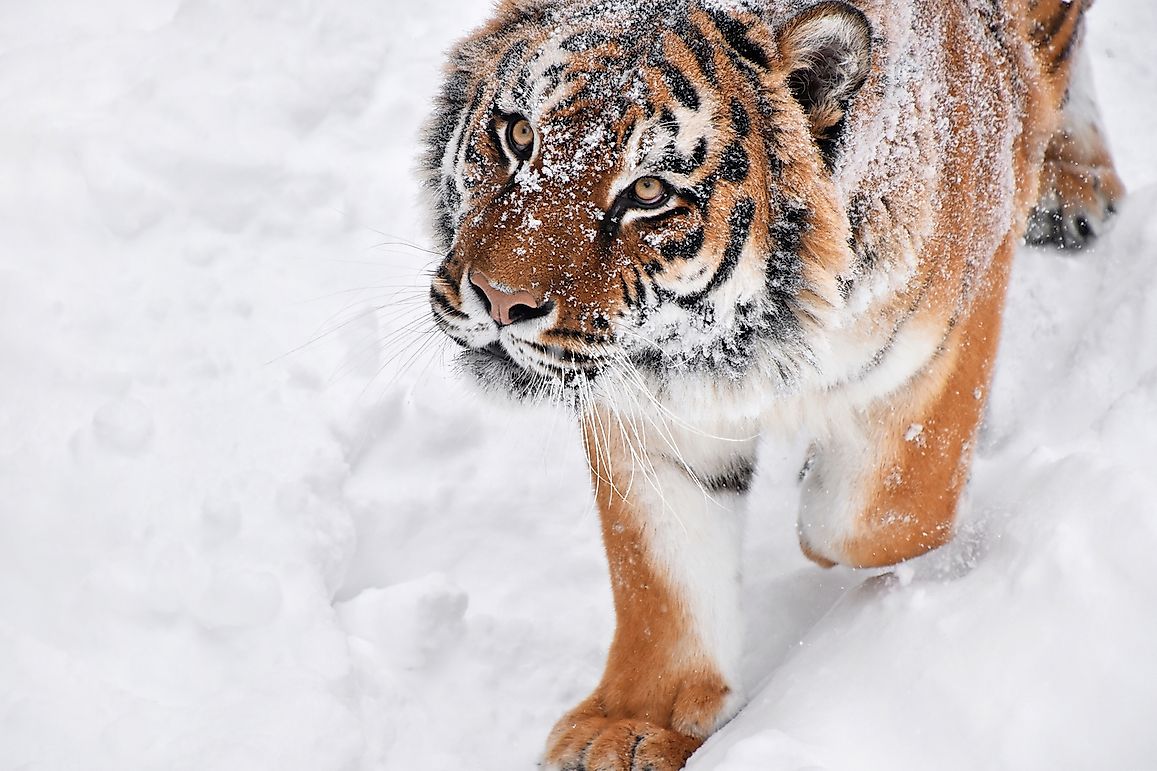 Innocent-looking Logging Roads Render Siberian Tigers Vulnerable To ...