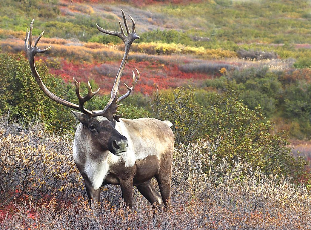 Reindeer Facts Aka Caribou Animal Fact Files Youtube