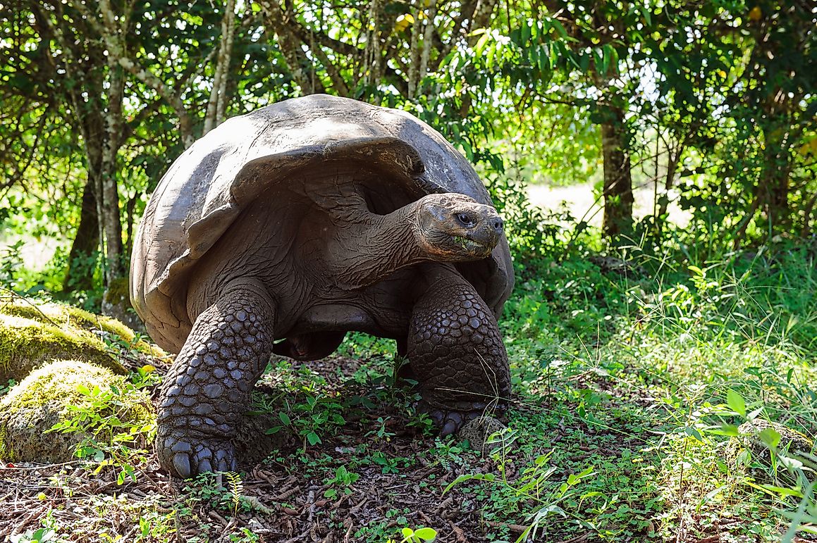 What is Island Gigantism? - WorldAtlas.com