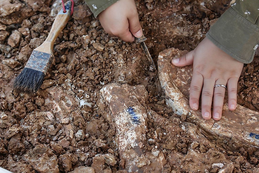 What Does A Paleontologist Do WorldAtlas