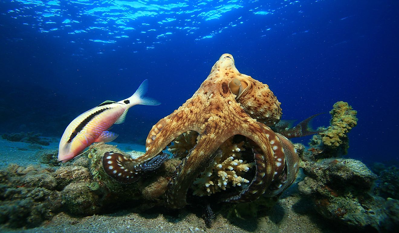 What Does The Octopus Eat? - WorldAtlas.com