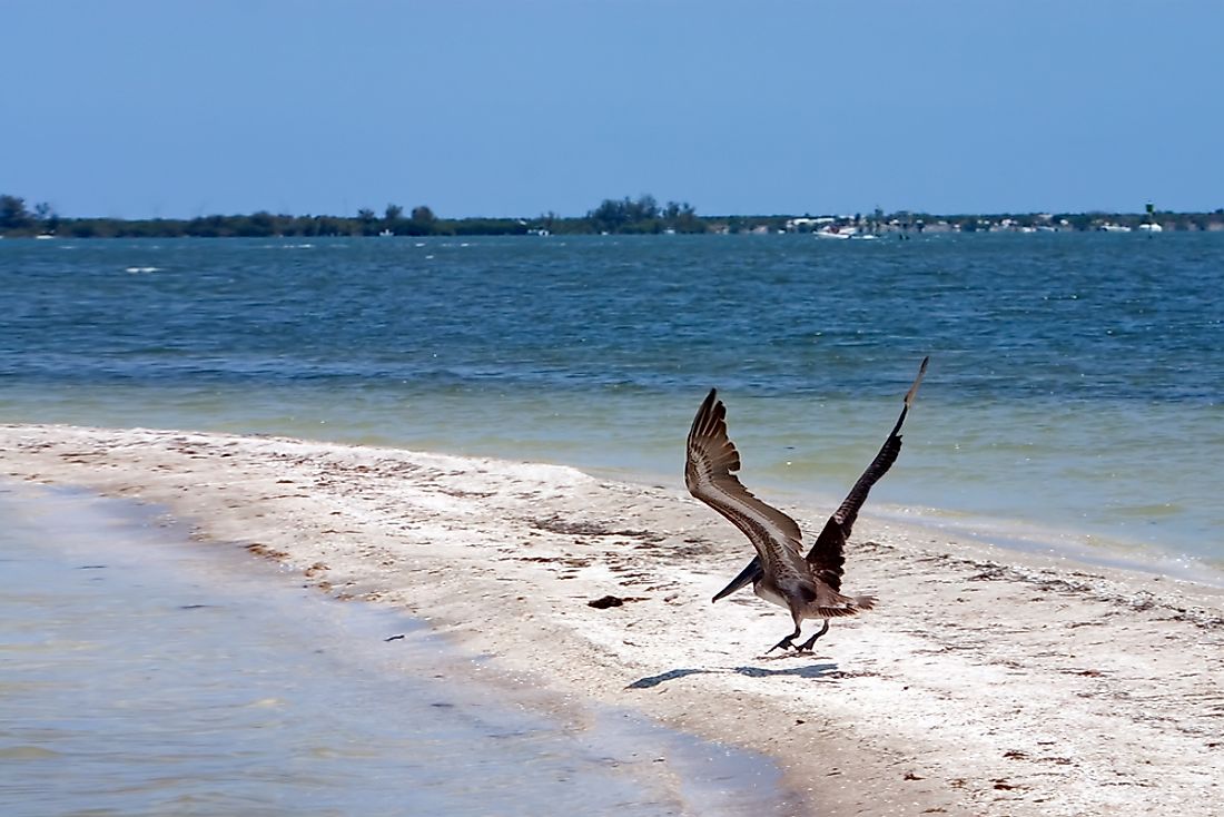 vegetation-and-animals-humid-subtropical