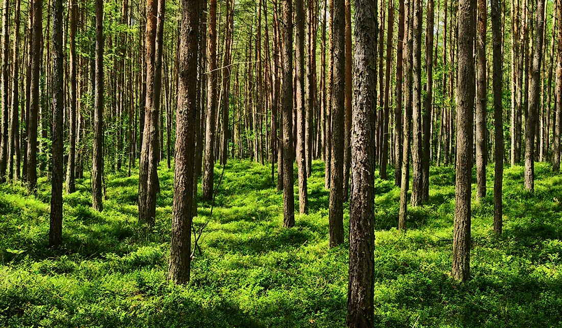 american-black-bear-coniferous-forest