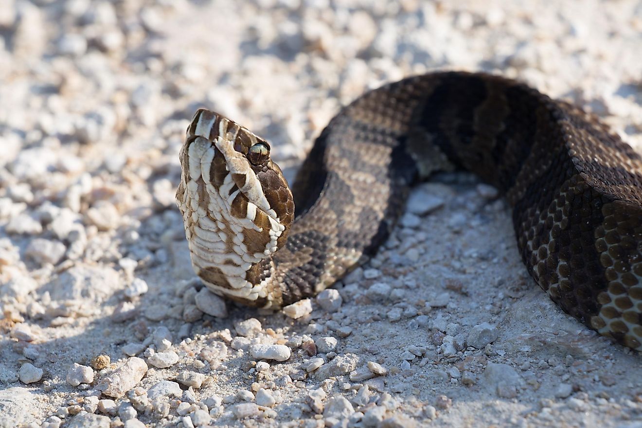 Water Moccasin Facts Animals Of North America WorldAtlas   Water Moccasin 