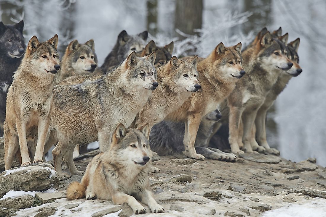 Where Do Wolves Live? - WorldAtlas