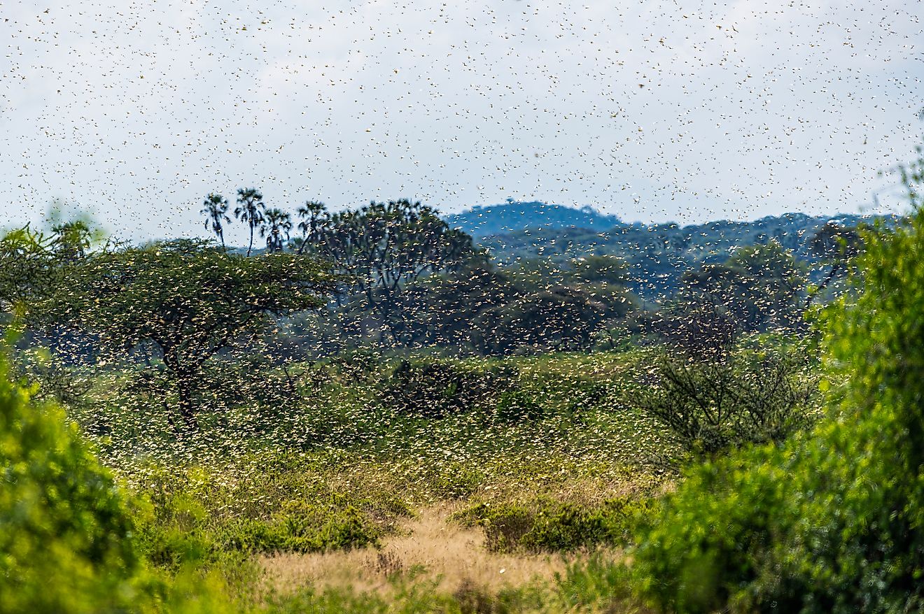 10-most-harmful-invasive-species-in-the-world-worldatlas