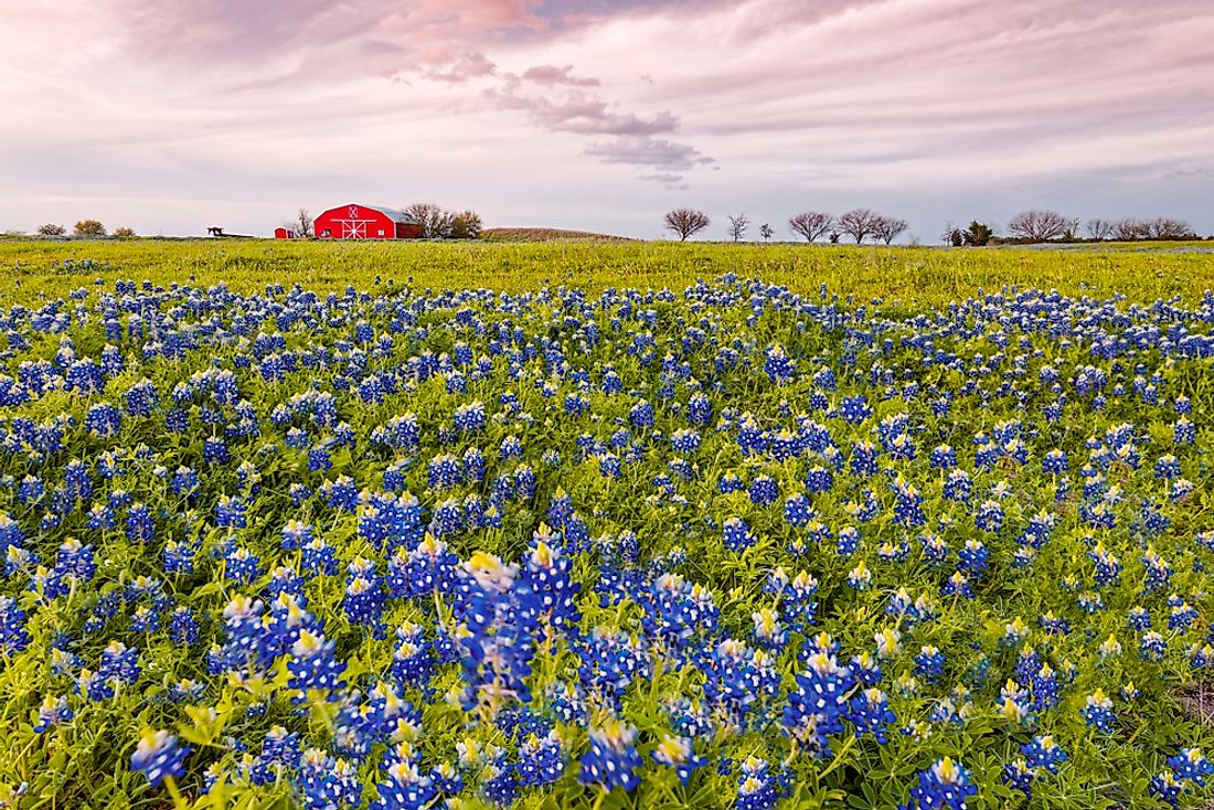 what-is-the-texas-state-flower-worldatlas