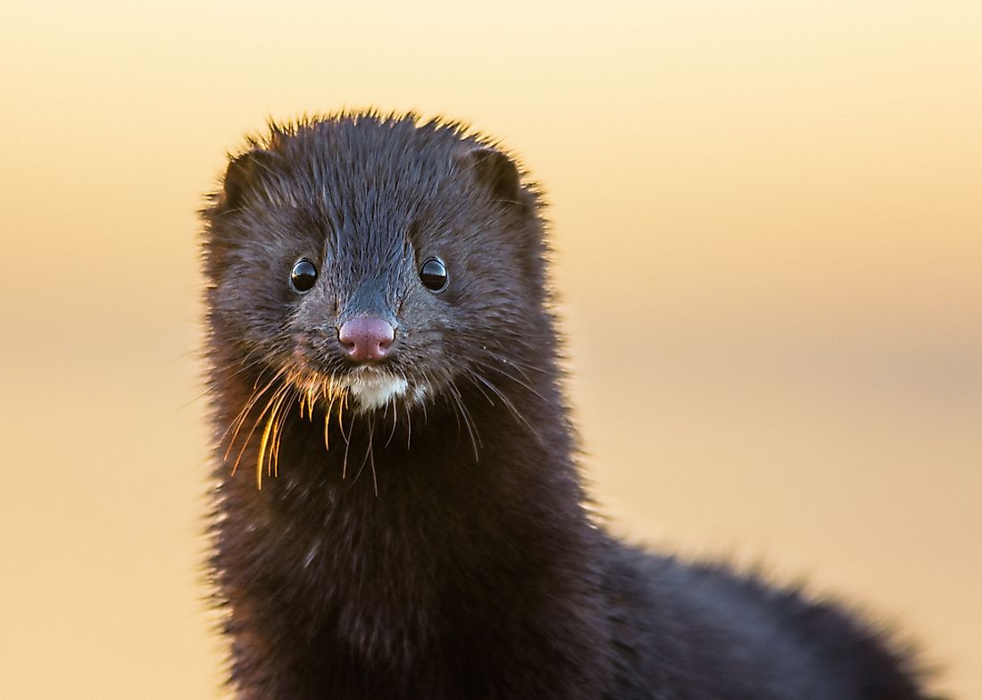 Poland S Most Threatened Mammals Worldatlas