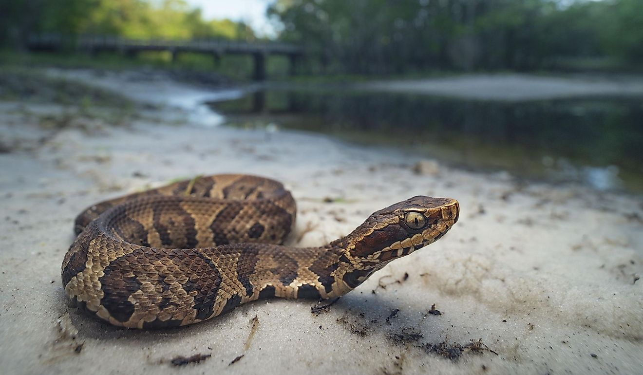 Are There Cobras In The Everglades? - WorldAtlas