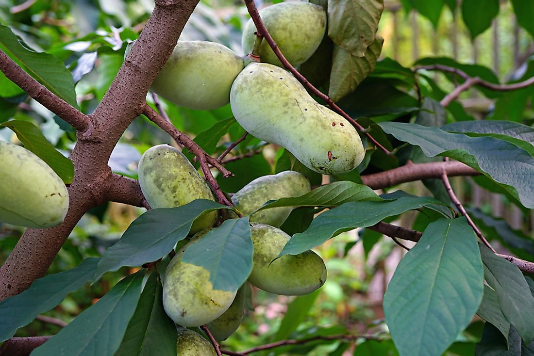 What Is a Pawpaw Tree? WorldAtlas