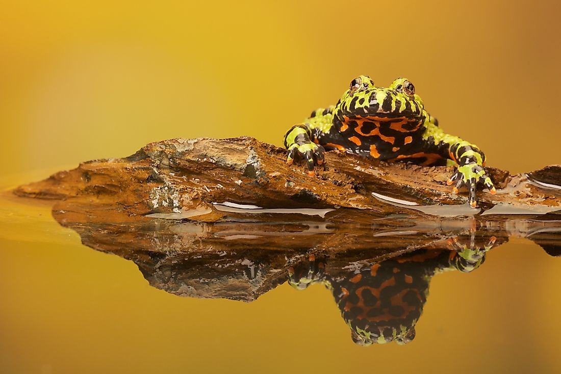 Australia's Most Endangered Amphibians - WorldAtlas