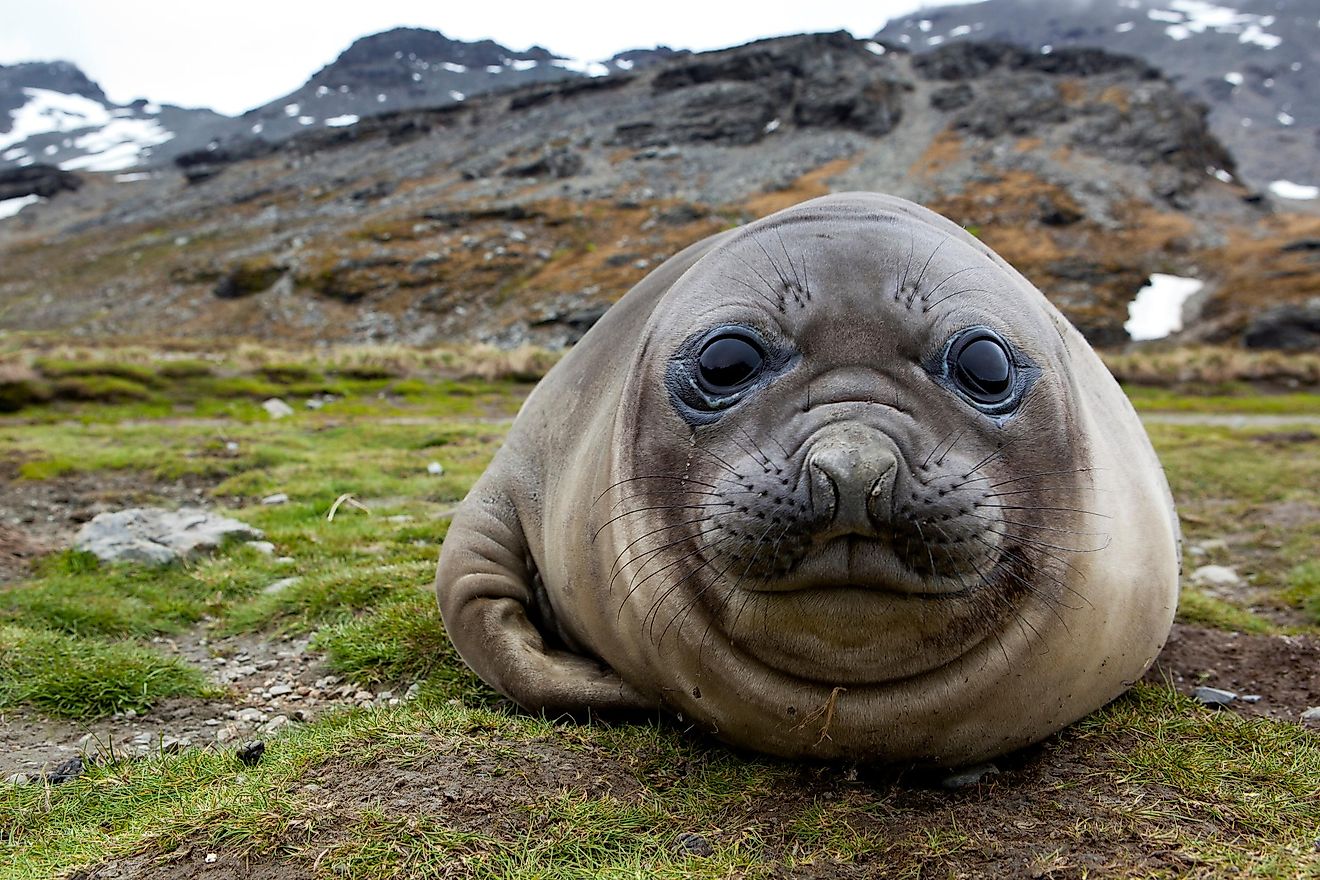 What Do Elephant Seals Eat WorldAtlas