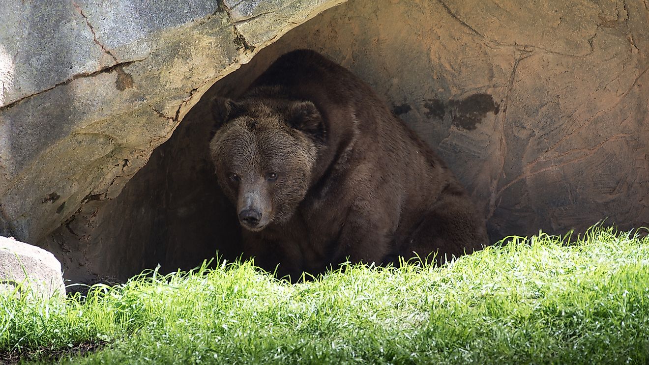 Do Bears Really Hibernate WorldAtlas