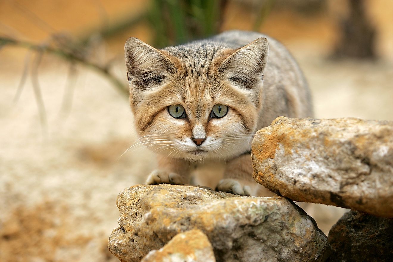 What Animals Live In The Arabian Desert WorldAtlas