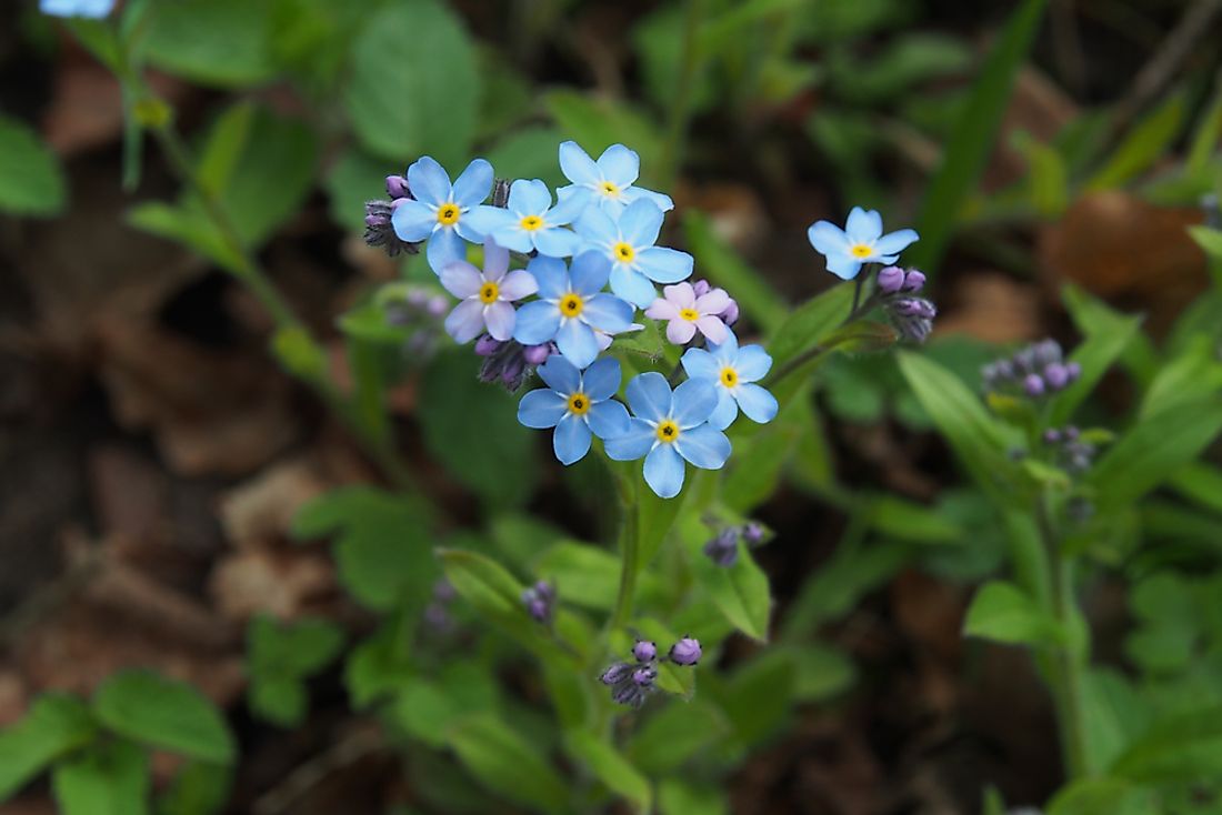 what-is-the-state-flower-of-alaska-worldatlas