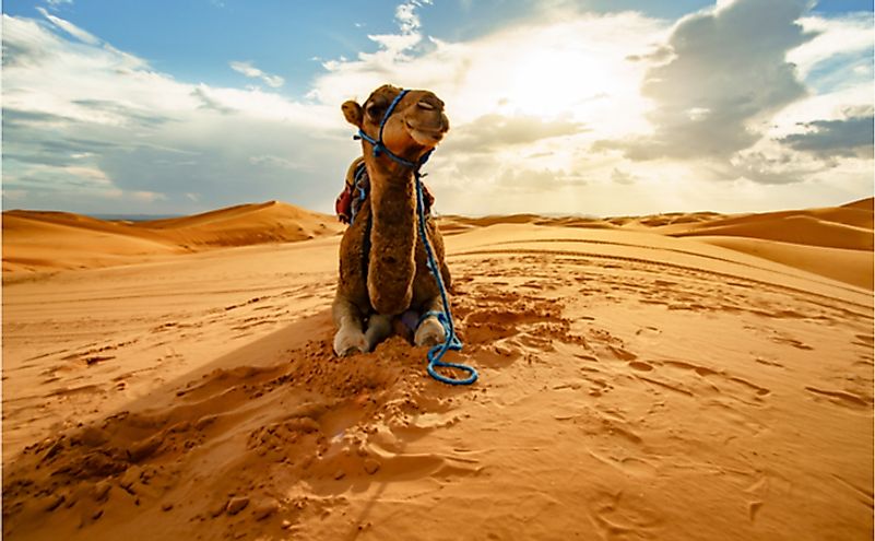 What Adaptations Do Camels Have To Live In The Desert? - WorldAtlas