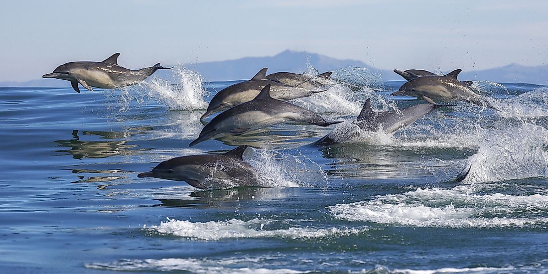 What Are The Differences Between Whales And Dolphins? - WorldAtlas