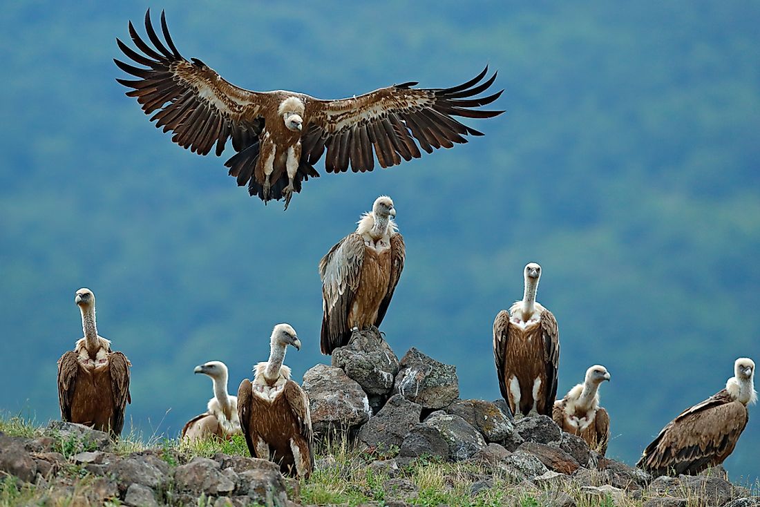 20 Interesting Names For Groups Of Animals WorldAtlas