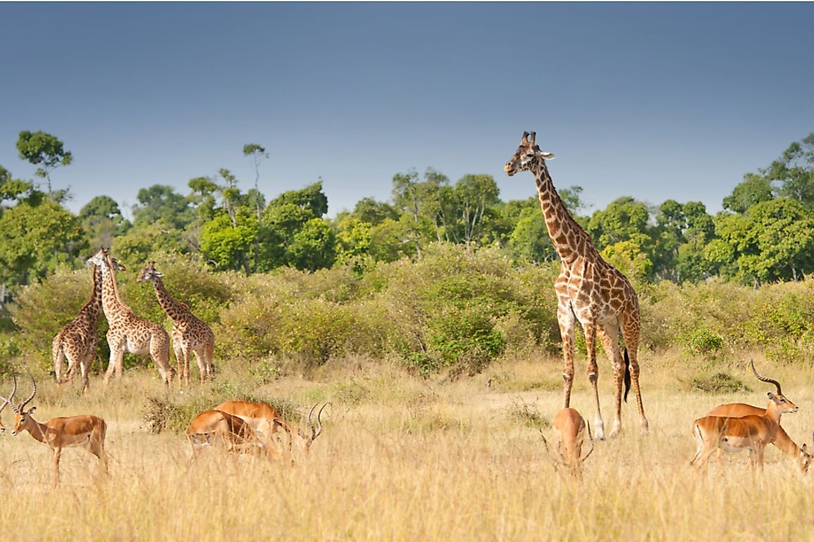 where-do-giraffes-live-worldatlas