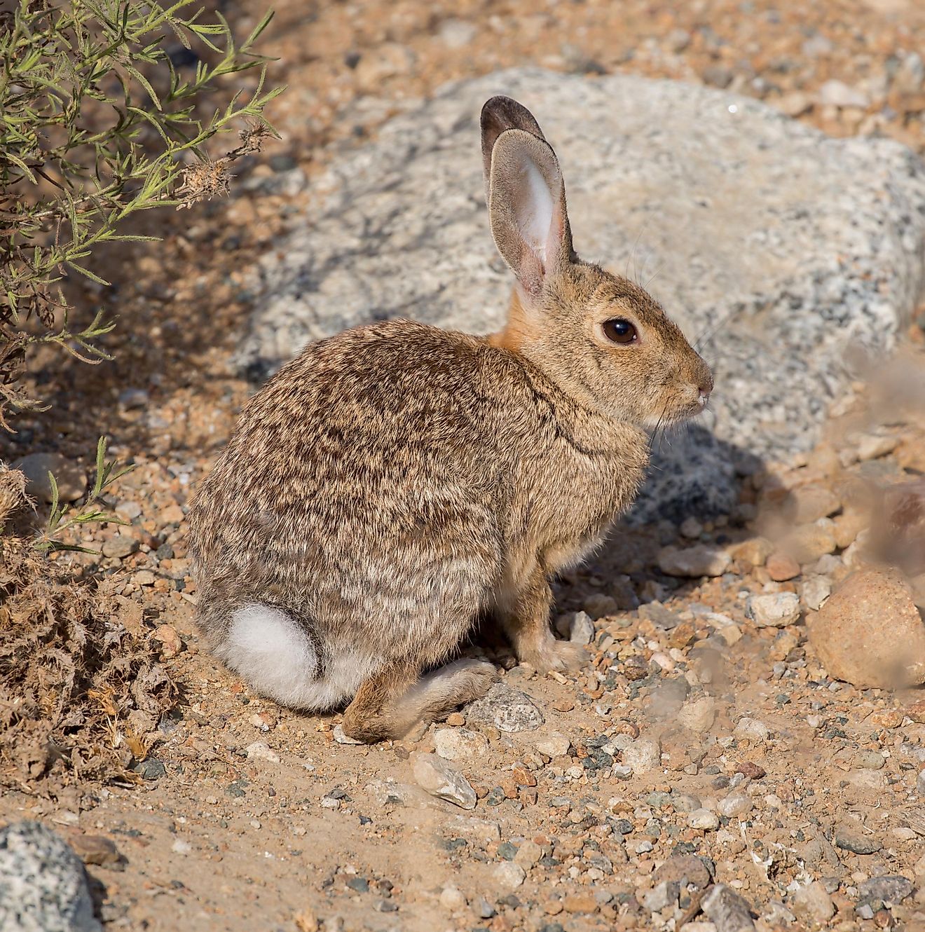 cottontail jellycat