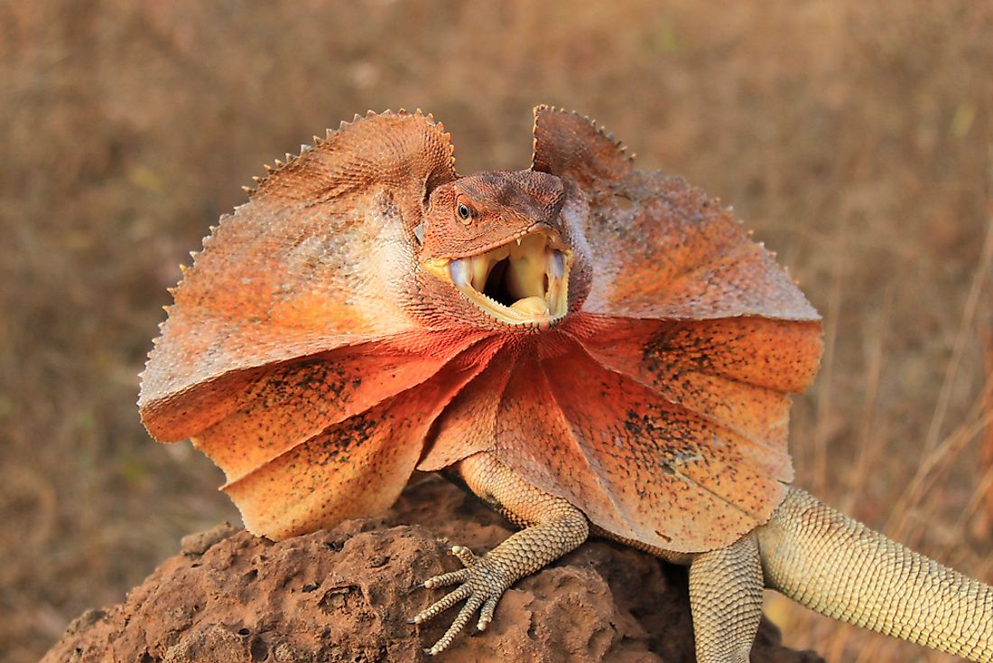 What Animals Live In The Australian Outback? - WorldAtlas