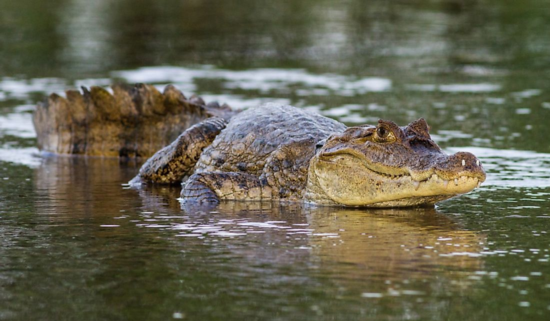 How Many Species Of Caimans Are There? - WorldAtlas