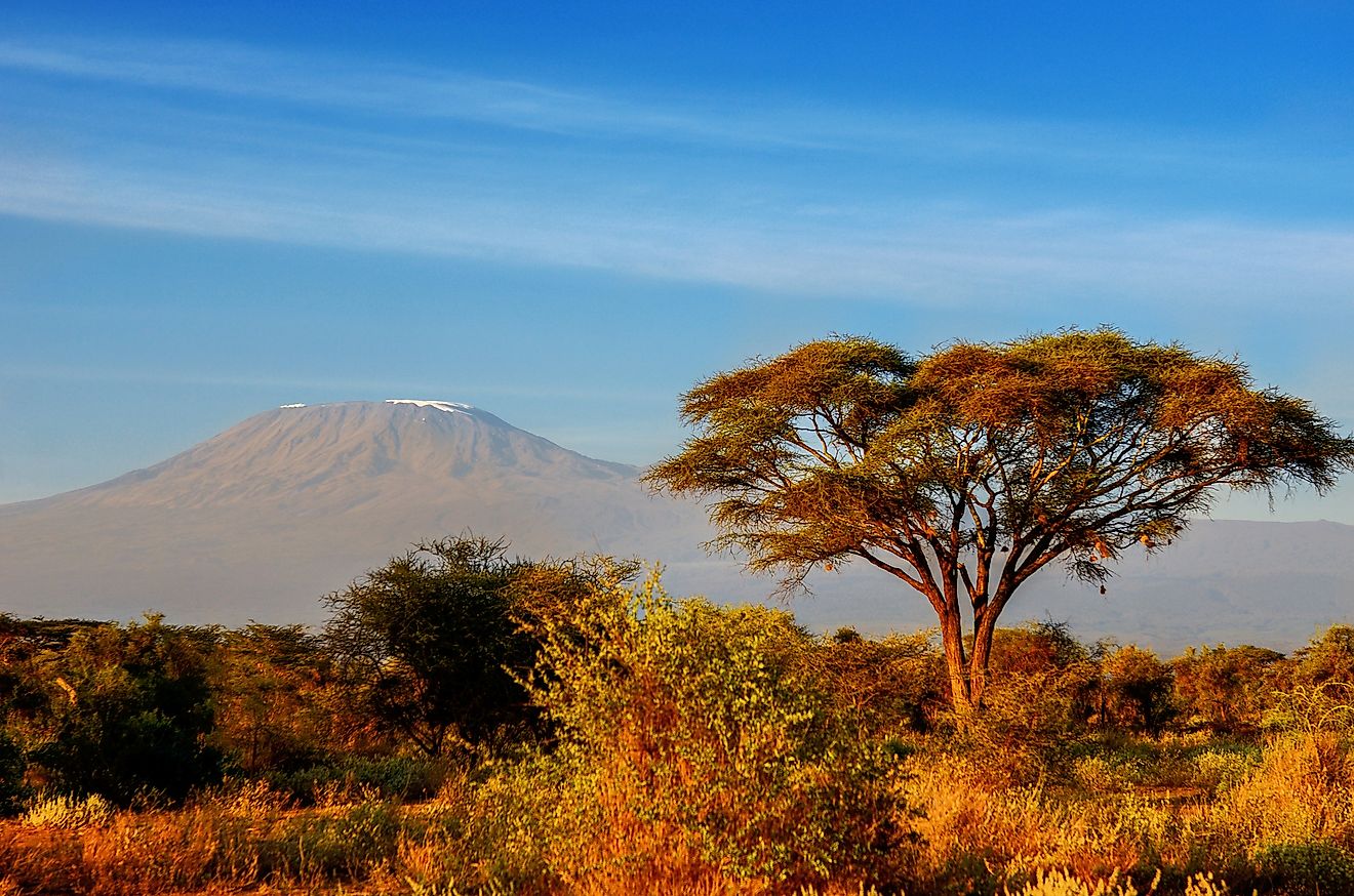 Native Amphibians Of Tanzania - WorldAtlas