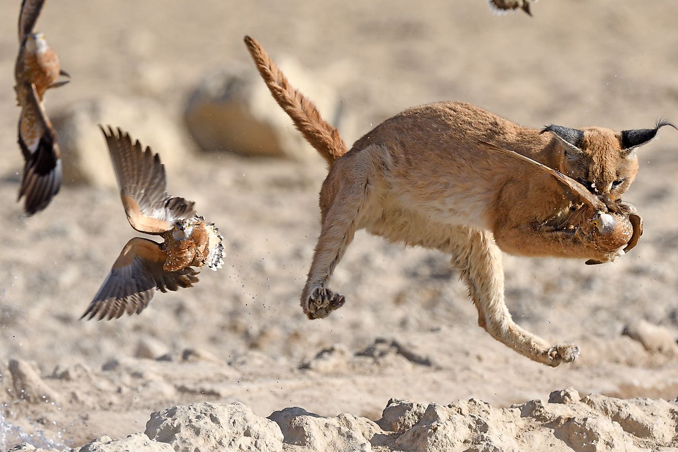 Animals Of The Kalahari Desert WorldAtlas   Shutterstock 1718669275 