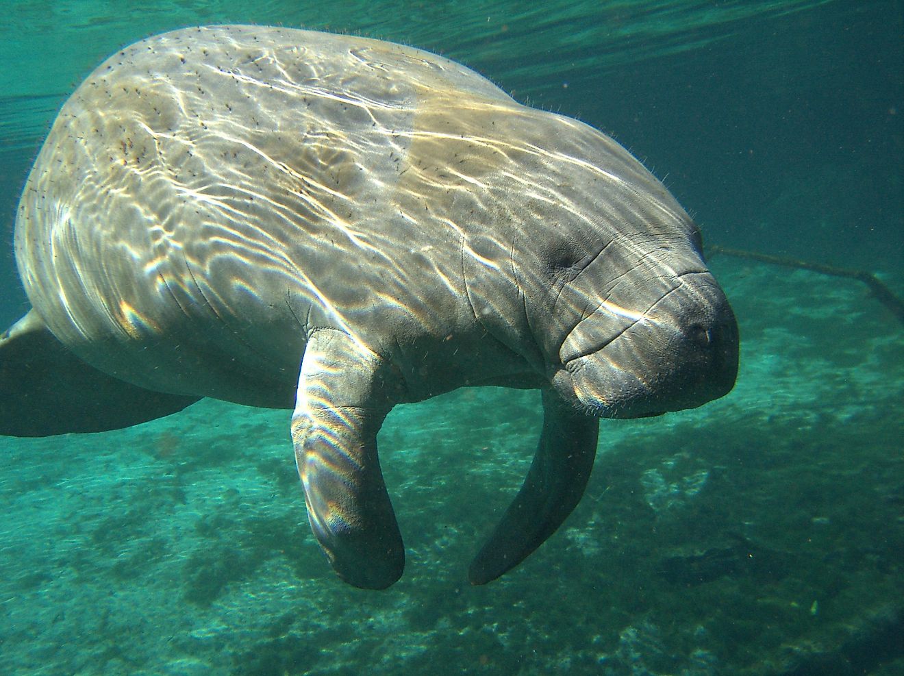 manatee warmie