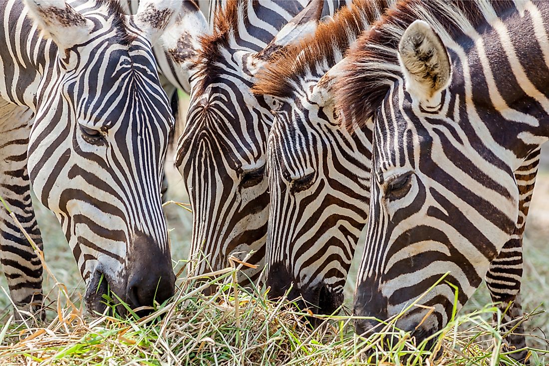 What Do Zebras Eat? - WorldAtlas