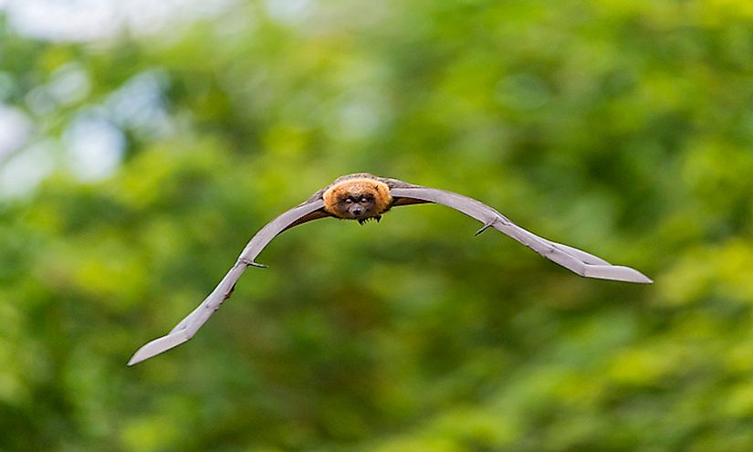 flying-and-gliding-mammals-from-around-the-world-worldatlas