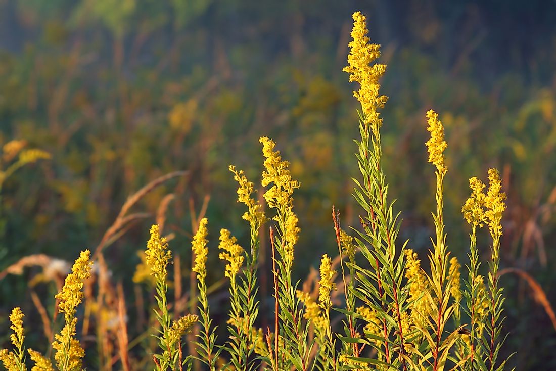 what-is-the-state-flower-of-nebraska-worldatlas