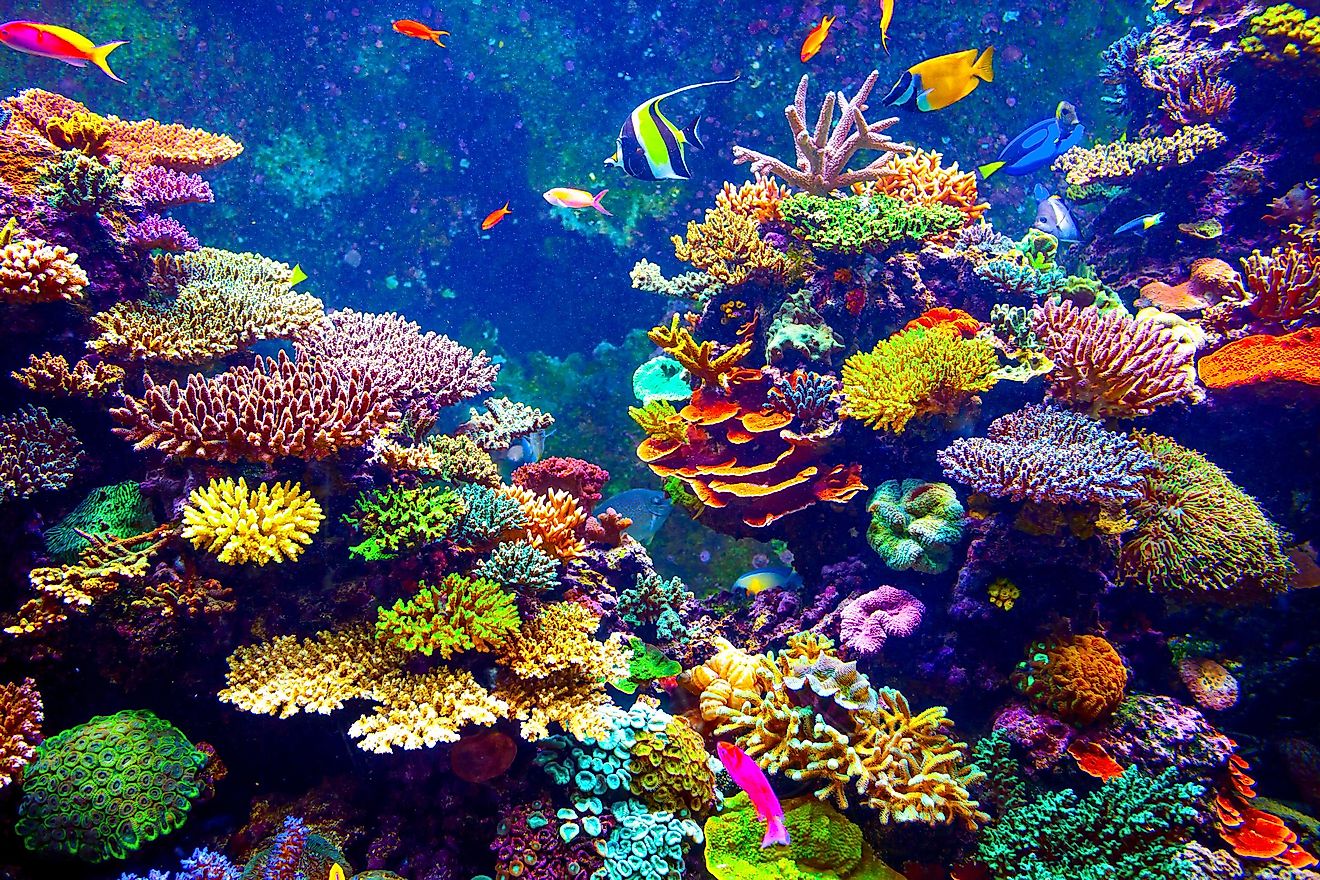 Biggest Threats To Coral Reefs WorldAtlas