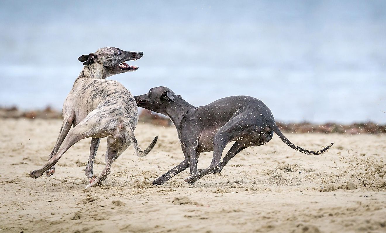 The Fastest Dog Breeds In The World - WorldAtlas