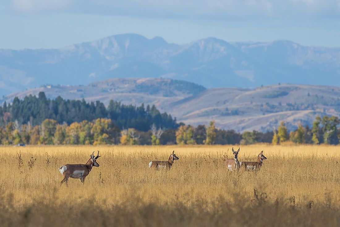 Animals That Live in the Grasslands - WorldAtlas