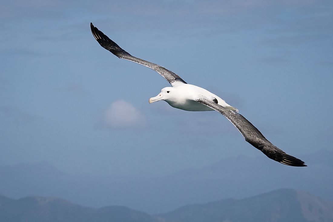 wandering albatross wingspan