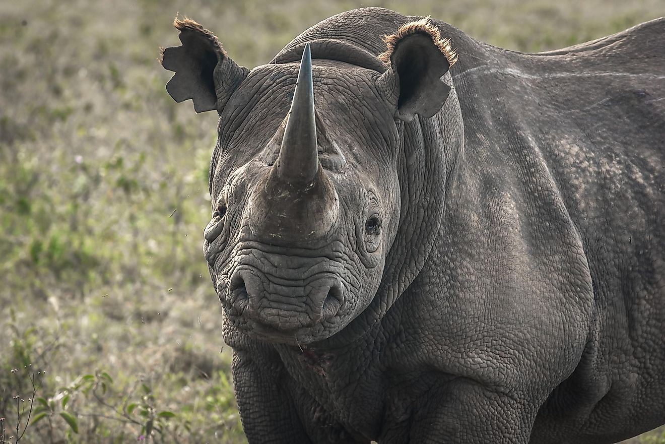 What Animals Live In Namibia? - WorldAtlas