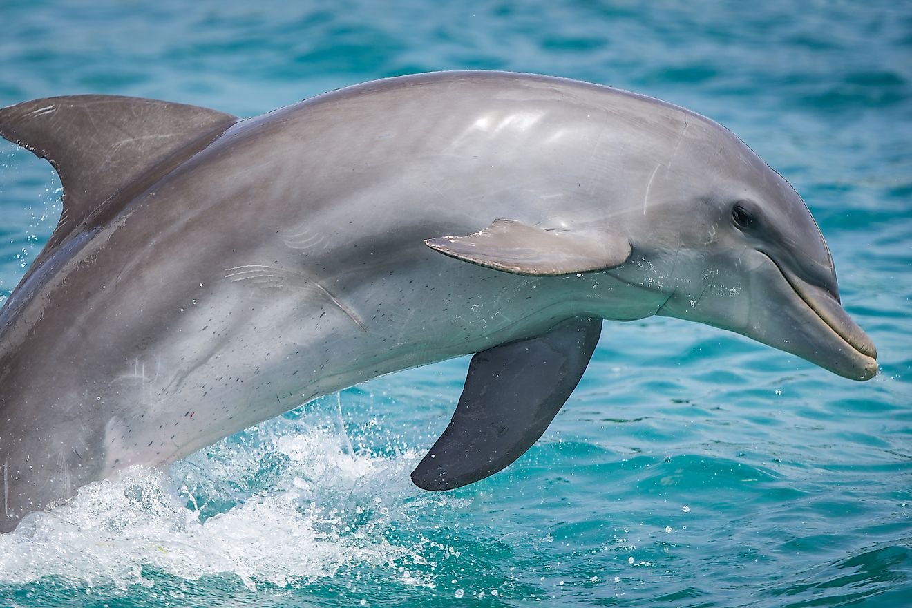 Are Dolphins Mammals? - WorldAtlas