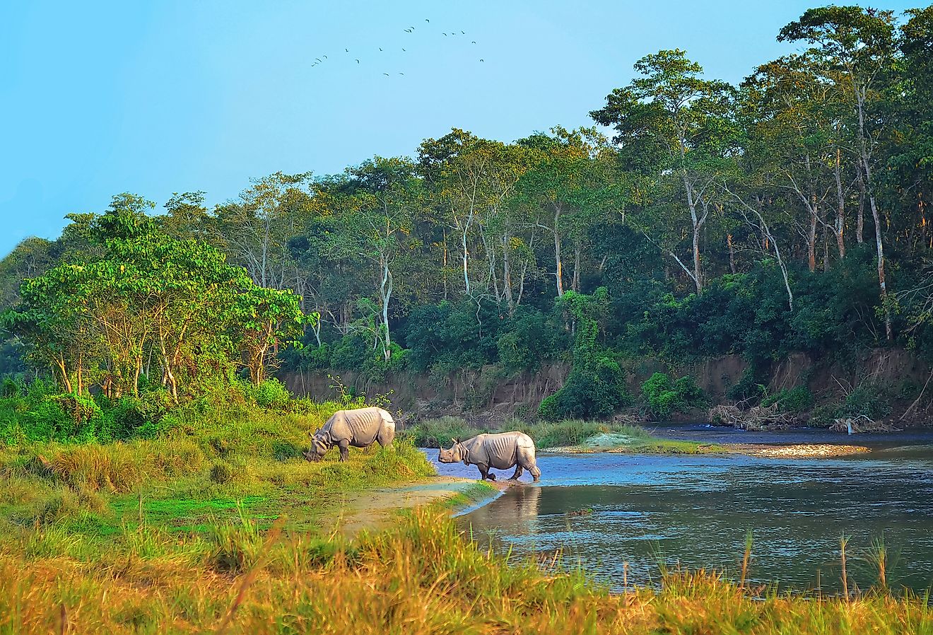 Where Do Rhinos Live? - WorldAtlas