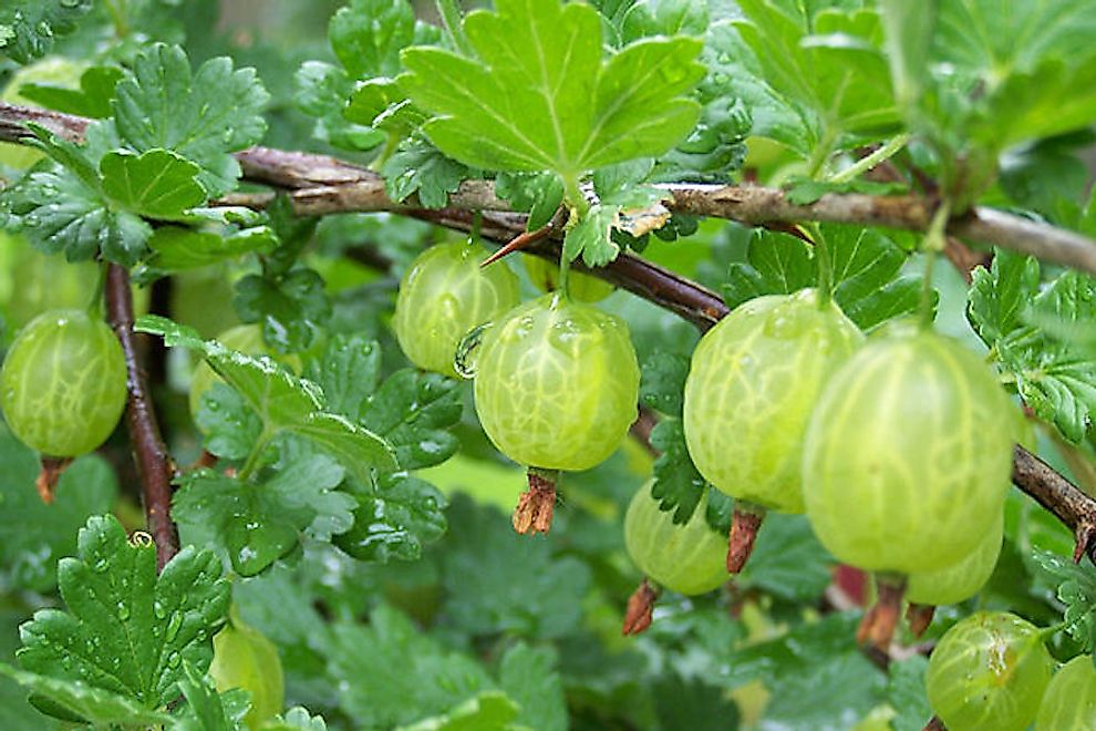 World Leaders In Gooseberry Production - WorldAtlas