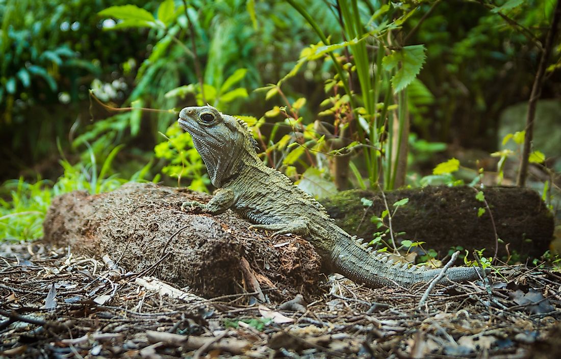 The Most Biodiverse Islands in the World - WorldAtlas