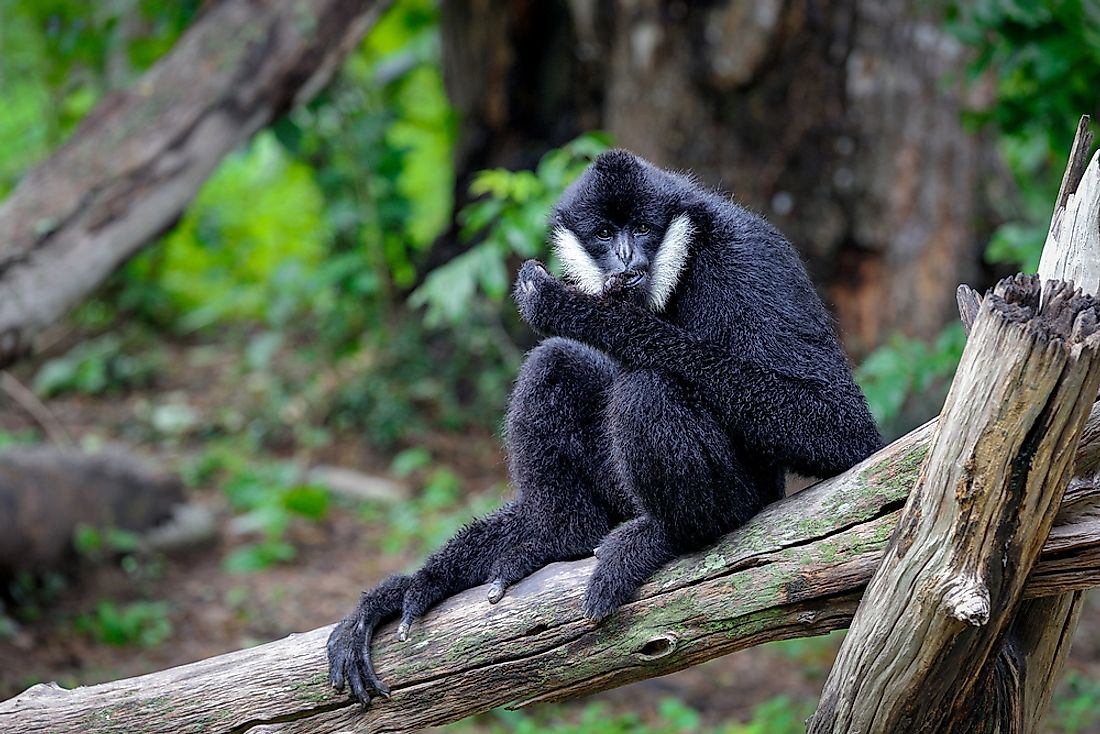 The Four Species Of Gibbons On The Brink Of Extinction - WorldAtlas